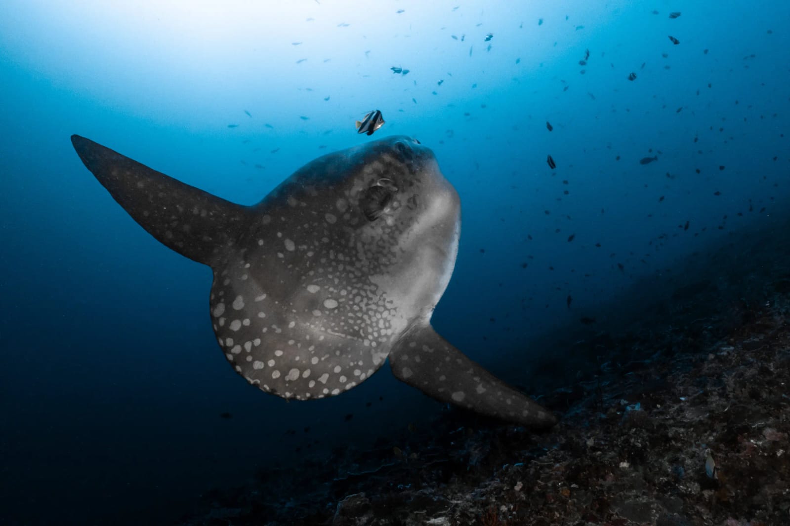 WhatsApp Image 2025-10-30 at 07.24.30_3afae4cc