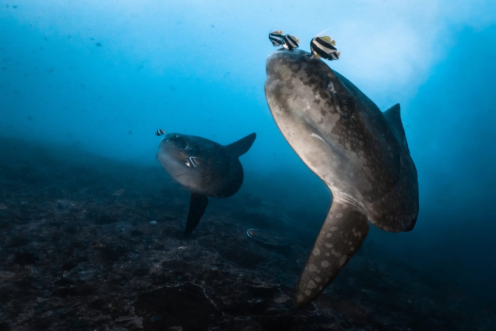 WhatsApp Image 2025-10-30 at 07.24.31_d2e3e8c3